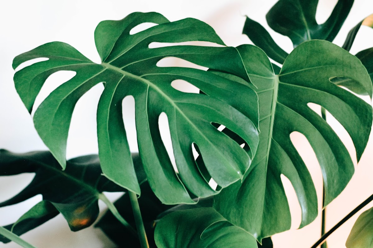Mana Wellness and Aesthetics